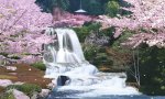 Sagura Japan Cherry Blossom Moving Waterfall.jpg