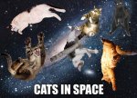 cats in space.jpeg