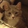 Lkldcatlady