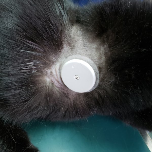 Freestyle Libre Meter Feline Diabetes Message Board Fdmb