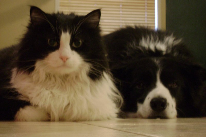 Anyone Have Cat With Anxiety On Prozac Or Any Med Feline Diabetes Message Board Fdmb