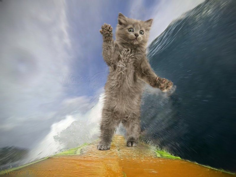 41427-Surfing-cat-selfie.jpg