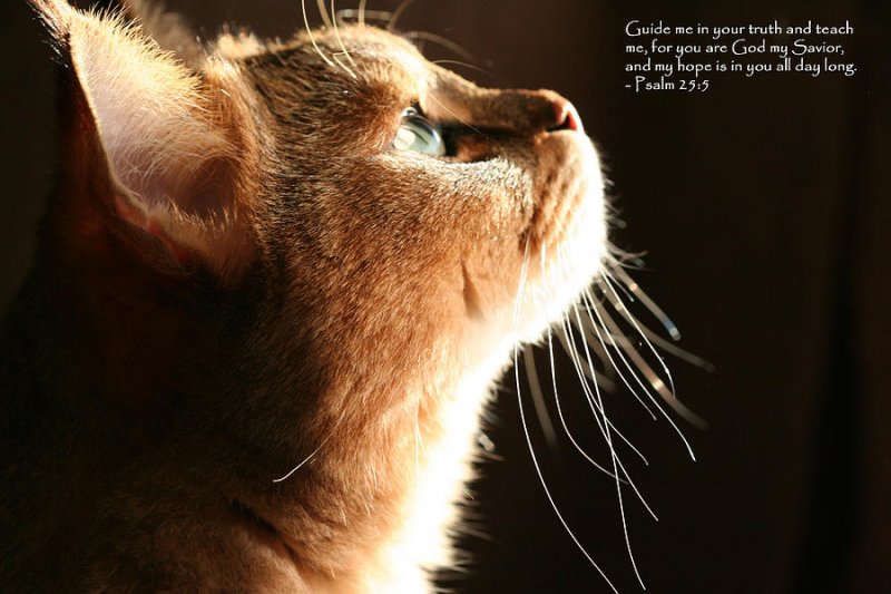 a-cat-prayer-wendi-evans.jpg