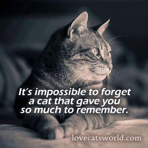 a6e441182dfc26495ab0c2e6bf6897dd--cat-sayings-cat-quotes.jpg