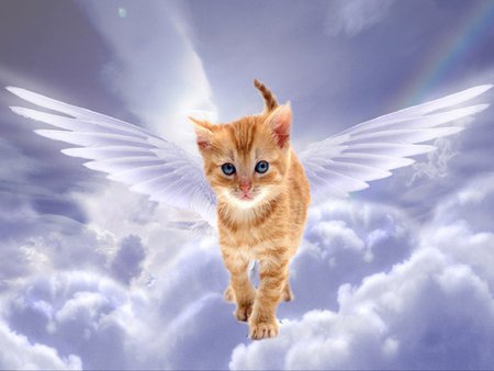 angel kitten.jpg