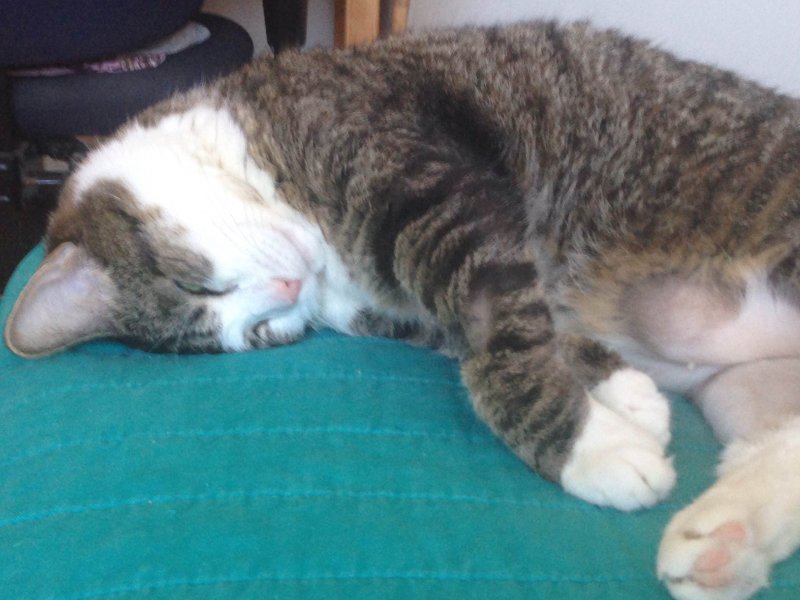 Aug 2015 snuggle cat.JPG