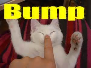 bump_kitty.jpeg