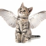 Cat-angel-150x150.jpg