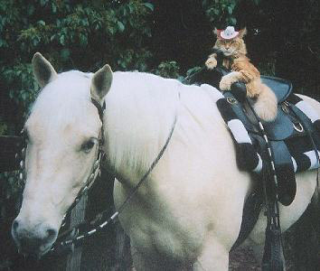 Cat-Riding-a-Horse-1.jpg