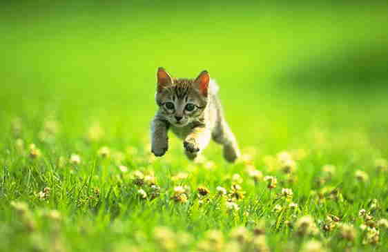 cat running in grass field.jpg