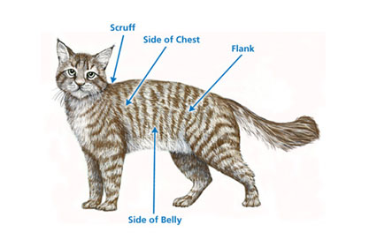 cat_injection_site_selection_graph_wider.jpg