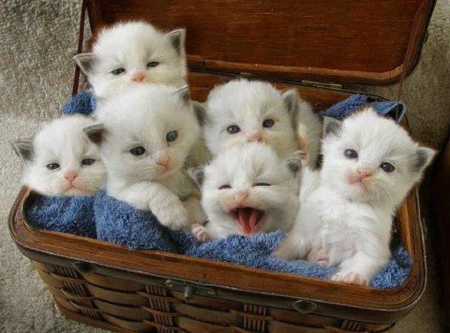 cats-basket-pictures.jpg