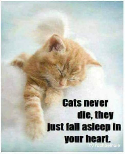 cats never die.jpg
