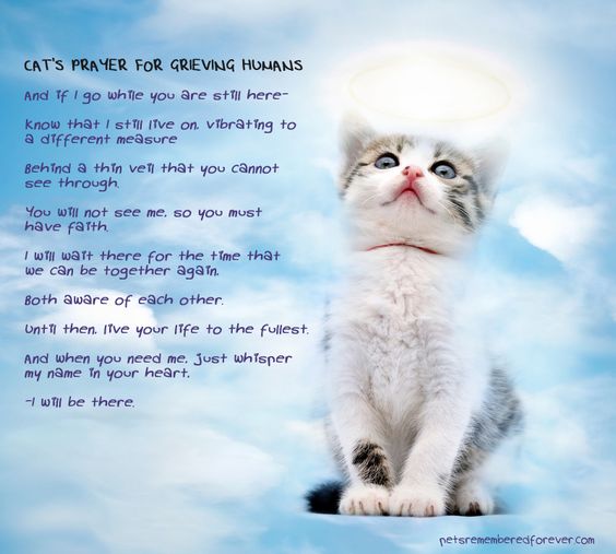 Cats prayer for grieving human.jpg