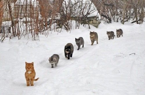 cats_snow01.jpg