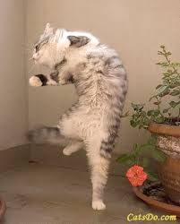 dancing cat.jpg