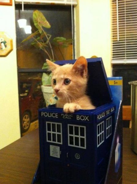 Doctor Who for cats.jpg