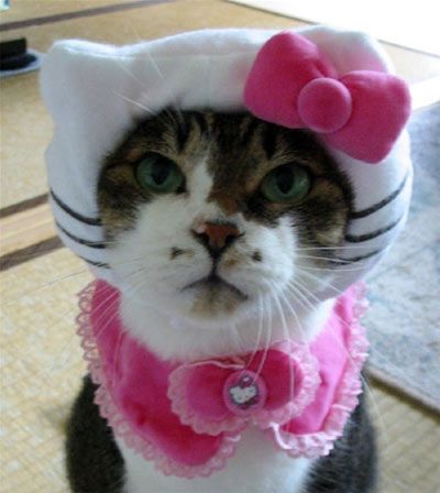 e8481f81cee75523b89678a8773465a6--cat-costumes-halloween-costumes-for-cats.jpg