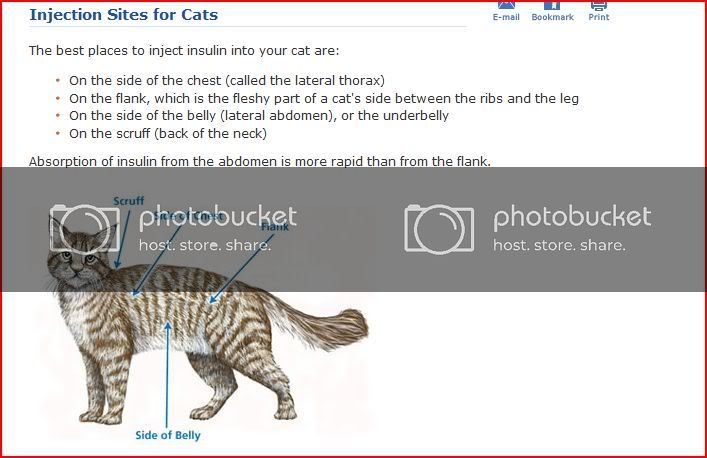 New Diagnosis Some Small Questions Feline Diabetes Message Board Fdmb