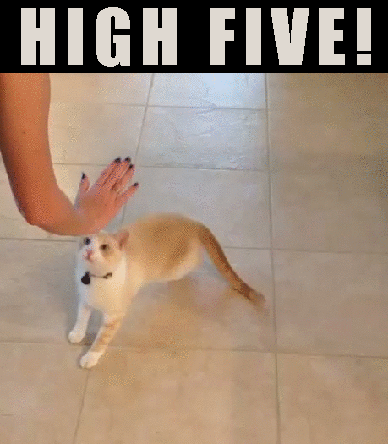 funny-cats-gif-high-5-high-five-Favim.com-3950379.gif