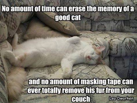 good cat memory.jpg