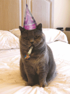 happy birthday cat (1).gif