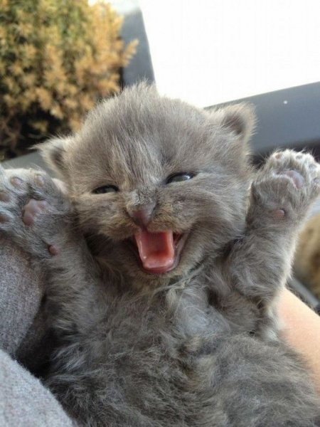 happy kitten.jpg