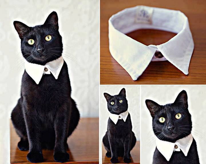 How-to-DIY-Easy-and-Classy-Cat-Collar-from-Old-Shirt.jpg