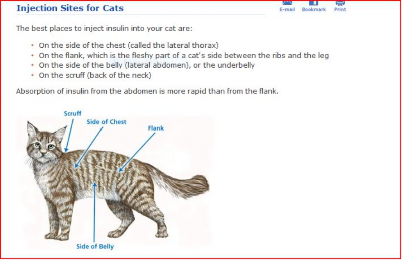 Alternate Injection Sites? Feline Diabetes Message Board FDMB