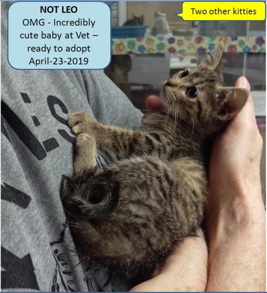 Kitten at vet office 04-23-2019b.jpg