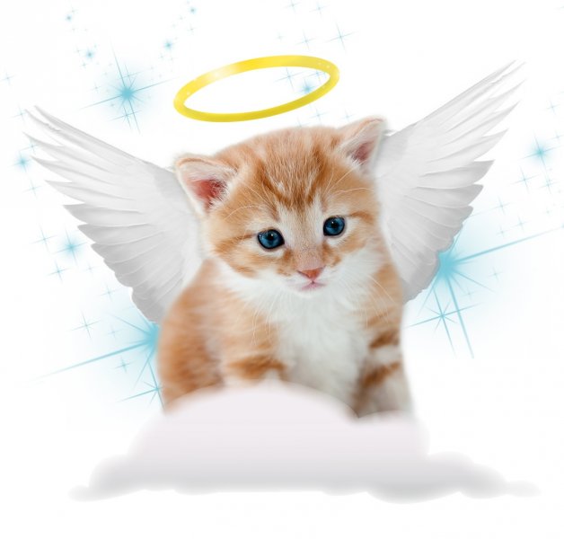 kitty-angel.jpg