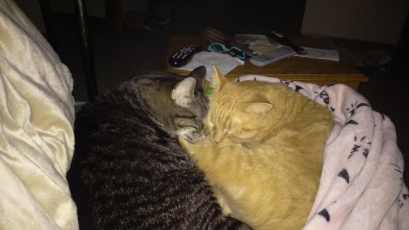 Leo and Little Dude being sweet - 02-08-2019b.jpg