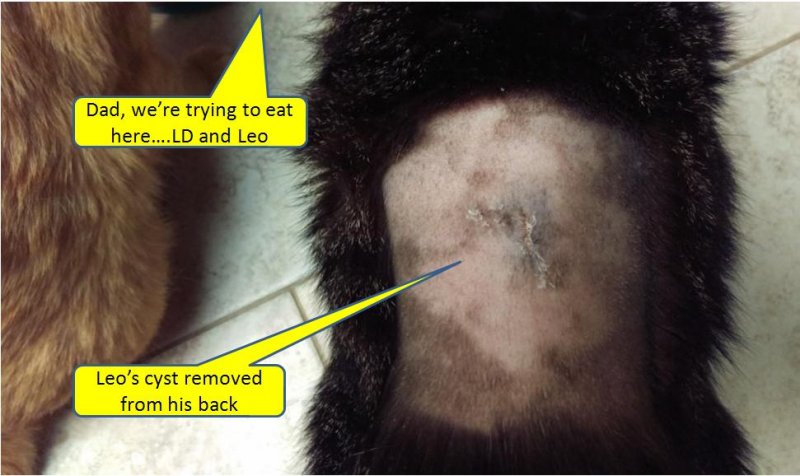 Leo - cyst removed from back 04-23-2019b.jpg