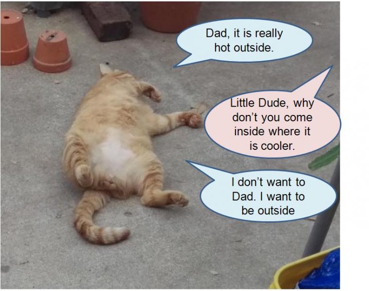Little Dude - hot outside 05-24-2018b.jpg