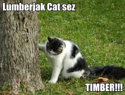 lumberjack kitty.jpg