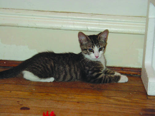 Marsh kitten! 2002.jpg