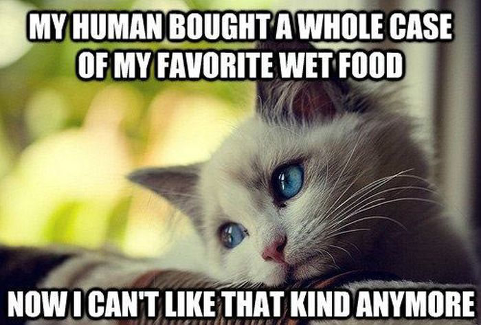 My human bought me a whole case of my favorite food.jpg
