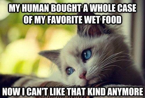 My human bought me a whole case of my favorite food...Now I can't like it anymore.jpg