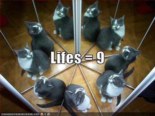 nine-lives-of-a-cat.jpg