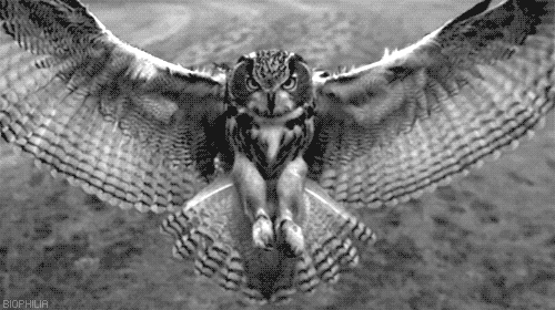 Owl flying.gif