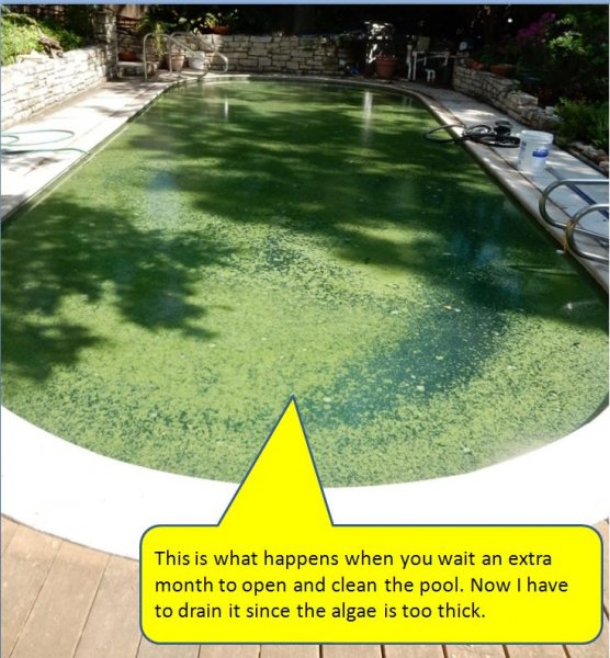 Pool algae 06-02-2019c.jpg