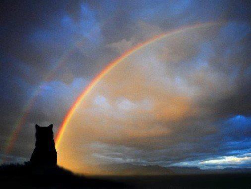 rainbow cat bridge.jpg