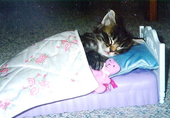 sleeping-cats-cute-kittens-9986099-560-390.jpg