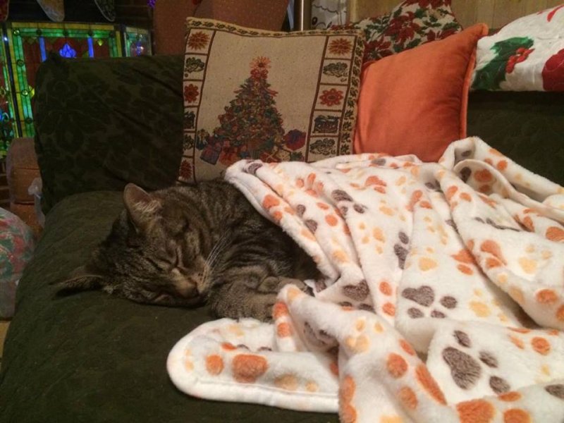 Squallie with blanket.jpg