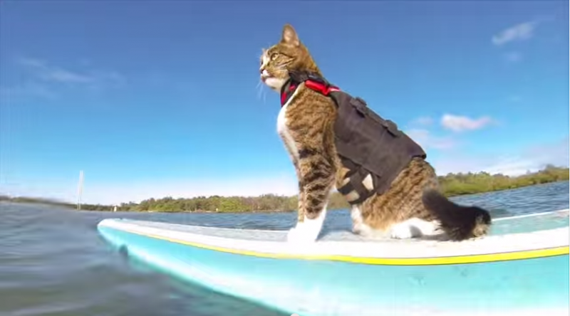 surfin kitty.png