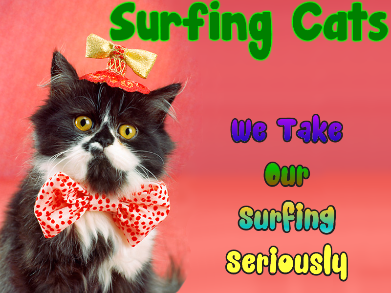 surfing cats...we take our surfing seriously.png