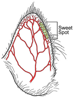 sweet spot diagram.jpg