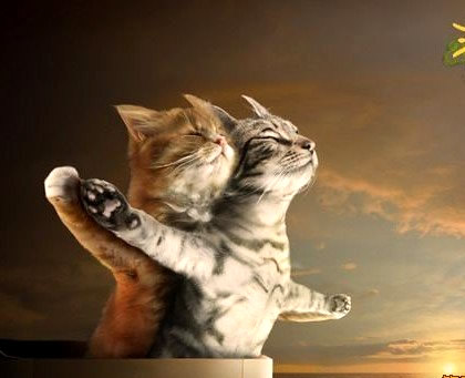 titanic-love-of-cats.jpg