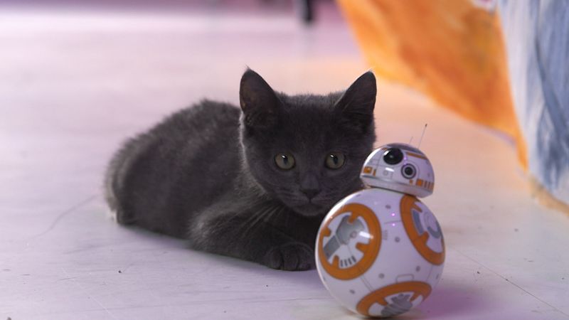 vanityfair_cats-play-with-droid.jpg