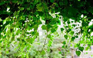 vines.jpg